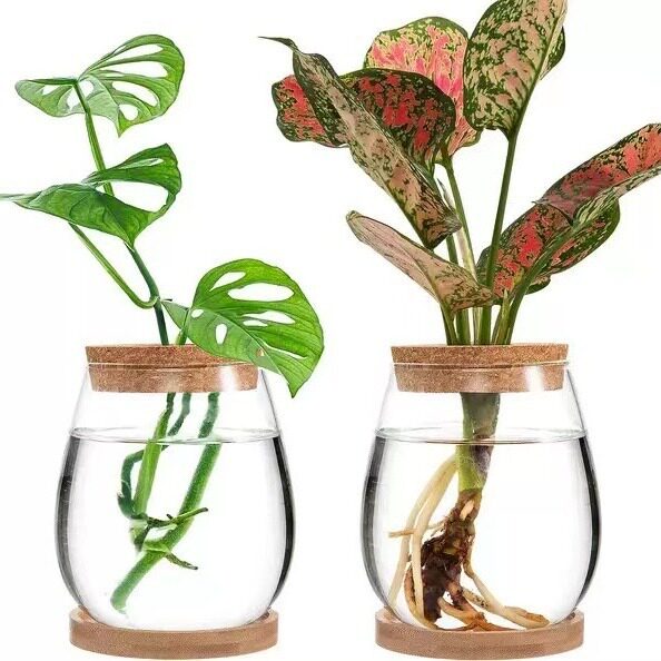 水培植物插花带竹拖生态瓶