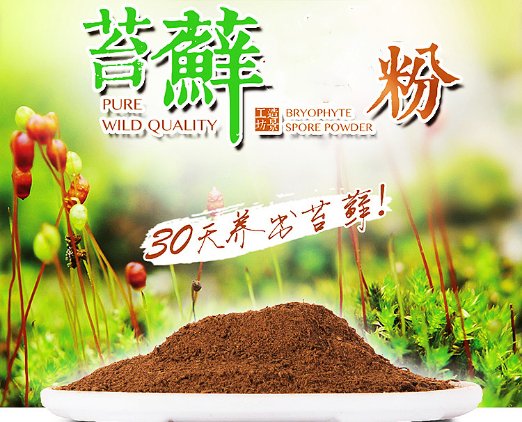 天然野生苔藓孢子粉 上水石吸水石盆景假山青苔种子 四季鲜活植物