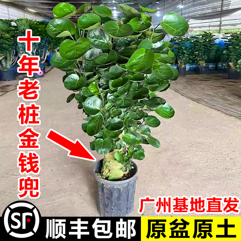 金钱兜大型绿植阳台客厅