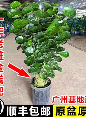 金钱兜大型绿植阳台客厅