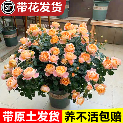 果汁阳台月季花苗玫瑰花四季开花