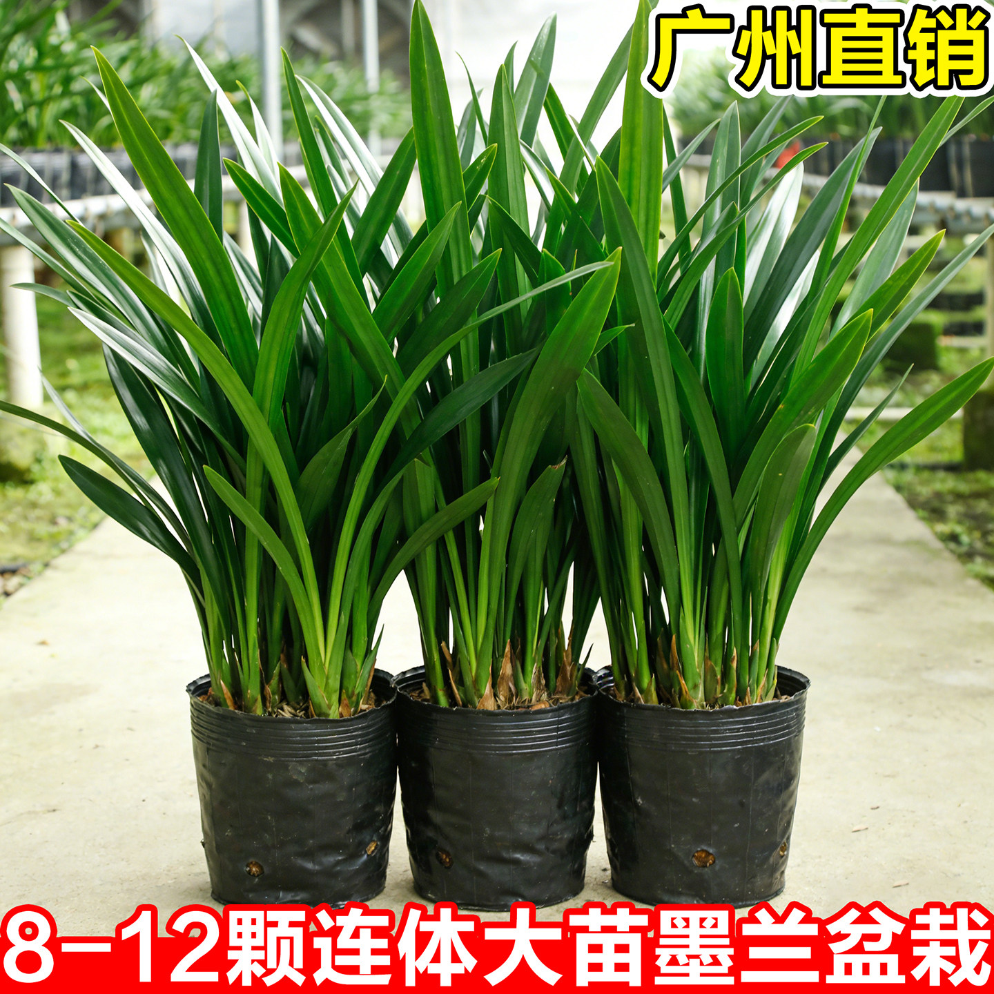 兰花苗墨兰盆栽室内植物大花蕙兰精品浓香花卉客厅名贵兰花君子兰图片