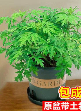 艾草苗可食用艾叶盆栽阳台驱蚊