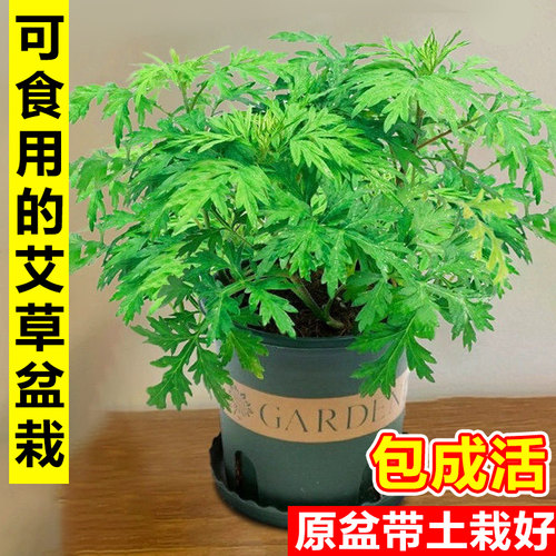 艾草苗可食用艾叶盆栽阳台驱蚊