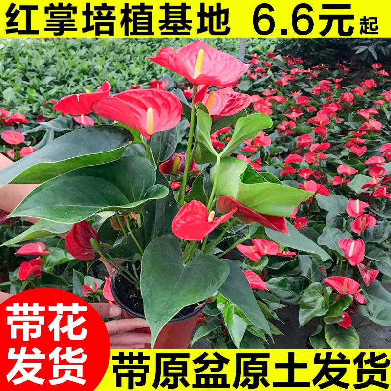 红掌盆栽客厅室内四季开花植物一帆风顺花卉红鸿运当头可水培绿植