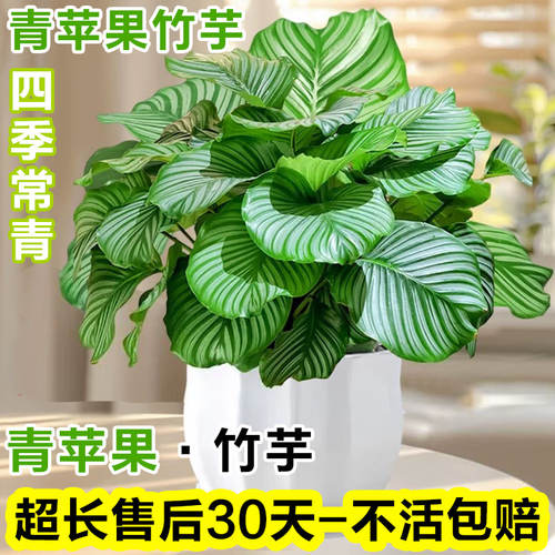 青苹果竹芋盆栽室内耐阴吸甲醛