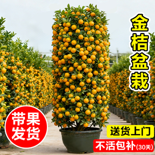 大型金桔树盆栽客厅绿植脆皮橘子树苗阳台室内外招财植物四季年桔