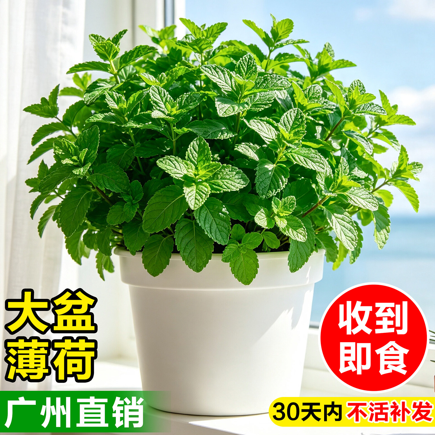 薄荷盆栽可食用留兰香柠檬香草室内阳台好养驱蚊植物百里香九层塔