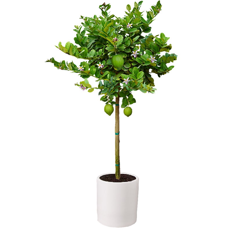 柠檬树绿植室内客厅大型植物