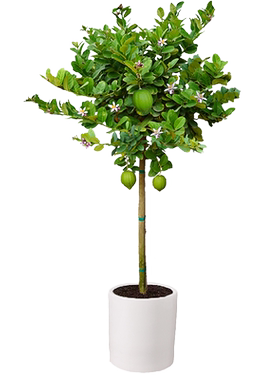 柠檬树绿植室内客厅大型植物