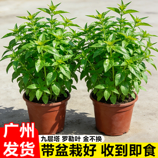 九层塔罗勒盆栽可食用香草金不换种苗新鲜薄荷室内外种植调味植物