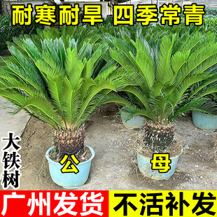 铁树盆栽公母一对室内外大型老桩绿植龙铁树四季常青庭院耐寒植物