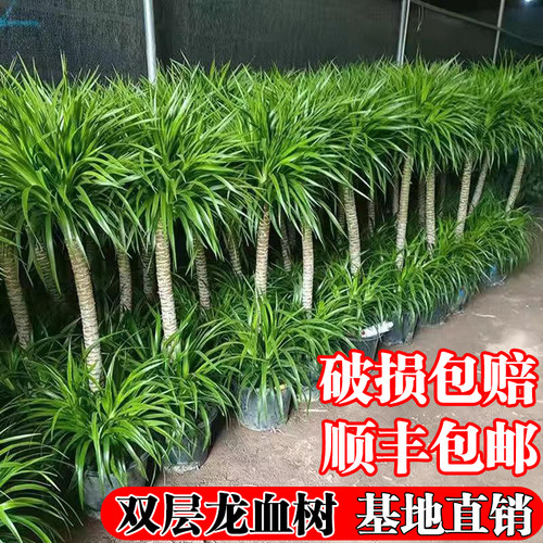 龙血树客厅绿植盆栽室内除甲醛办公室大型四季常青阳台植物好养活