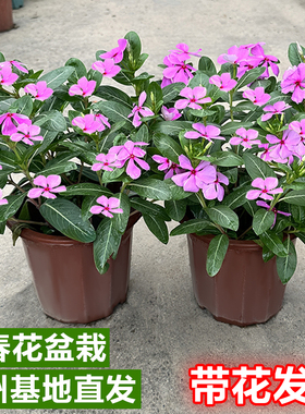 长春花盆栽带花苞凤仙花苗阳台四季开花庭院耐热好养鲜花卉绿植物