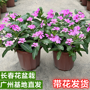 长春花盆栽带花苞凤仙花苗阳台四季开花庭院耐热好养鲜花卉绿植物