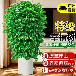 幸福树客厅大型植物盆栽丛生绿植落地大号老桩办公室摆件乔迁新居