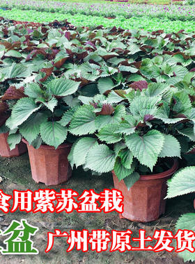 紫苏庭院阳台四季清香可食用
