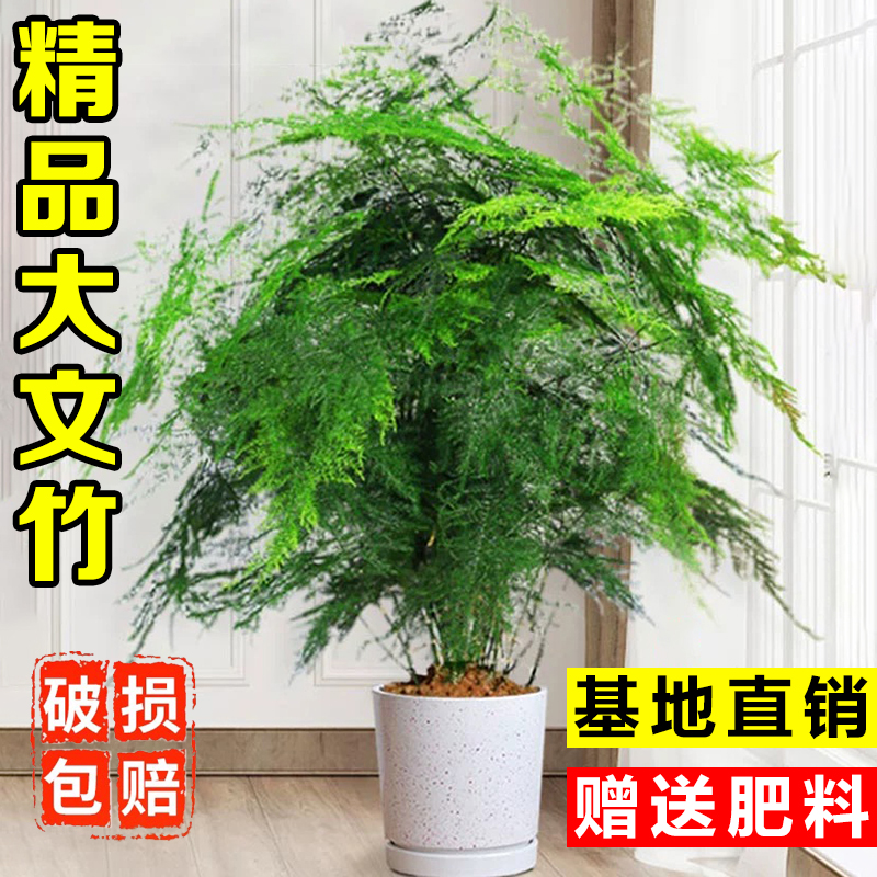 大文竹盆栽办公室桌面绿植室内水培植物竹子盆景四季常青老桩大苗