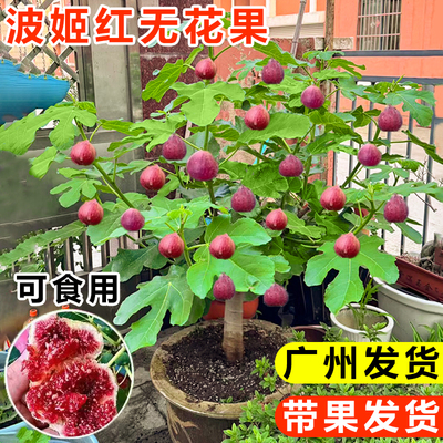 无花果树苗带果可食用波姬红南北方阳台庭院盆栽地栽植物四季种植