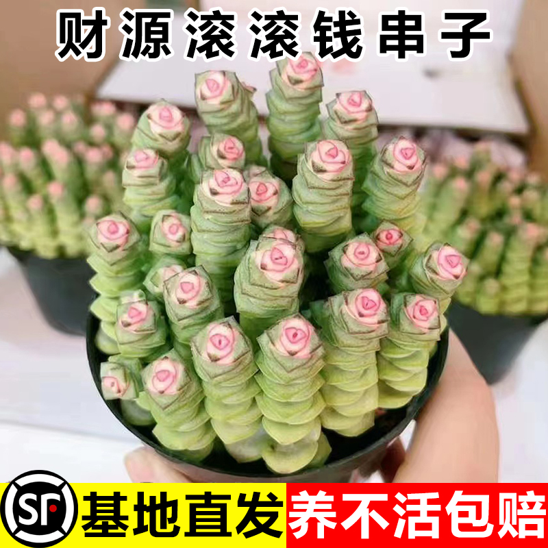 办公室内新手种植钱串子多肉植物