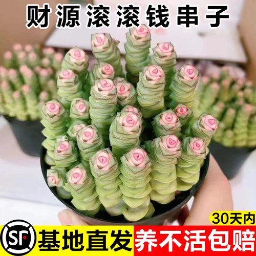 办公室内新手种植钱串子多肉植物