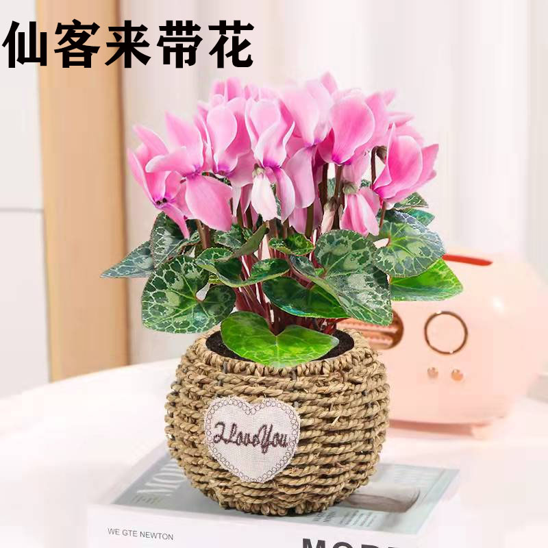 绿植花卉仙客来易活好养阳台