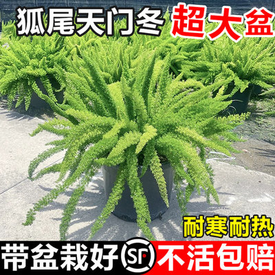 狐尾天门冬大苗室内外耐热植物