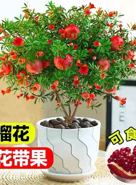 石榴花盆栽室内庭院四季开花绿植