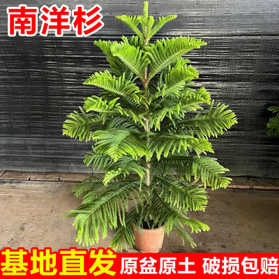 南洋杉树苗室内盆栽花卉四季常青植物网红圣诞树阳台客厅好养绿植
