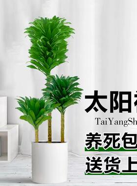 太阳神盆栽北欧造型净化空气