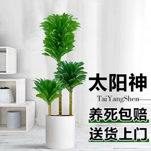 太阳神盆栽大型老桩龙血树室内客厅北欧造型网红植物净化空气绿植