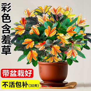 含羞草盆栽室内桌面绿植阳台彩色花草种子办公桌小植物害羞草盆景
