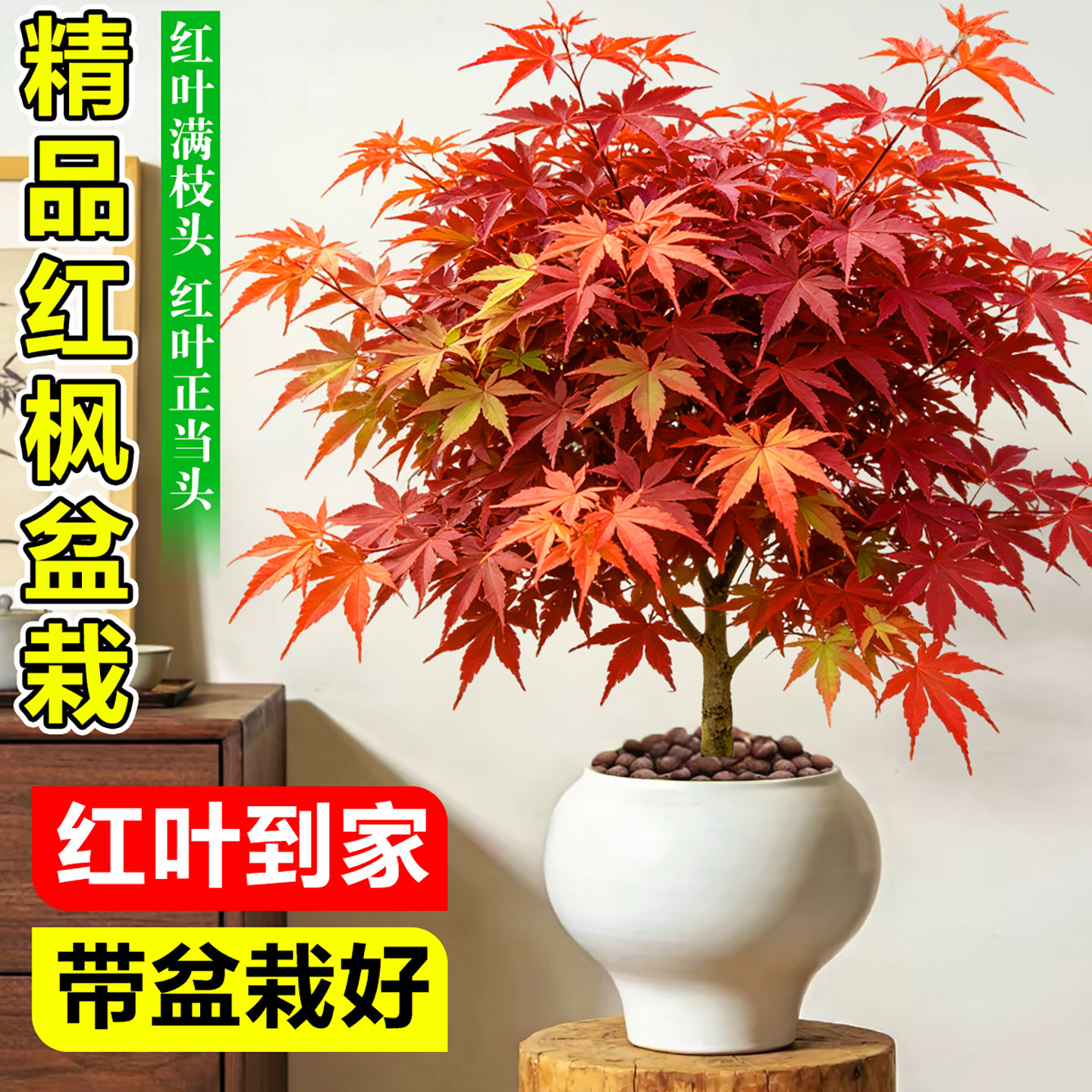 红枫树盆栽红舞姬三季红办公桌绿植室内客厅盆景老桩真树中国红枫图片