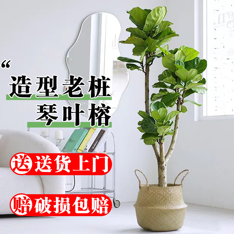 大叶琴叶榕盆栽网红植物北欧大型老桩观叶绿植吸甲醛客厅阳台庭院