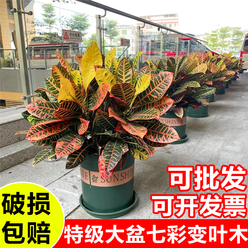 变叶木室内吸甲醛可用绿化带围栏