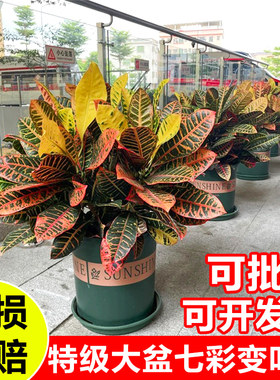 变叶木盆栽七彩网红变色木室内观叶绿植吸甲醛好养可用绿化带围栏