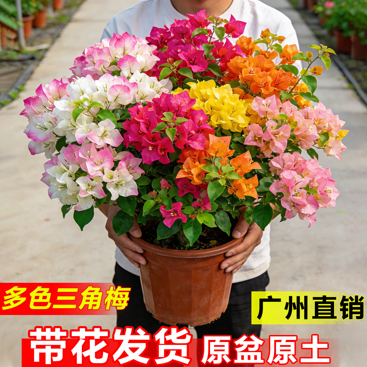 三角梅盆栽花卉云南紫红绿樱阳台庭院爬藤绿植物老桩多色鲜花树苗