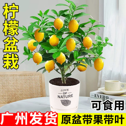香水柠檬树盆栽带果室内可食用植物老桩树苗阳台庭院种植四季果树