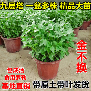 九层塔盆栽可食用罗勒叶大苗金不换薄荷紫苏室内阳台驱蚊绿植物花