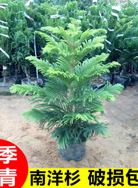 南洋杉室内桌面耐寒耐热