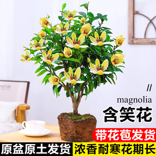 含笑花盆栽老桩树苗带花苞室内阳台四季浓香型耐寒花卉植物香蕉花