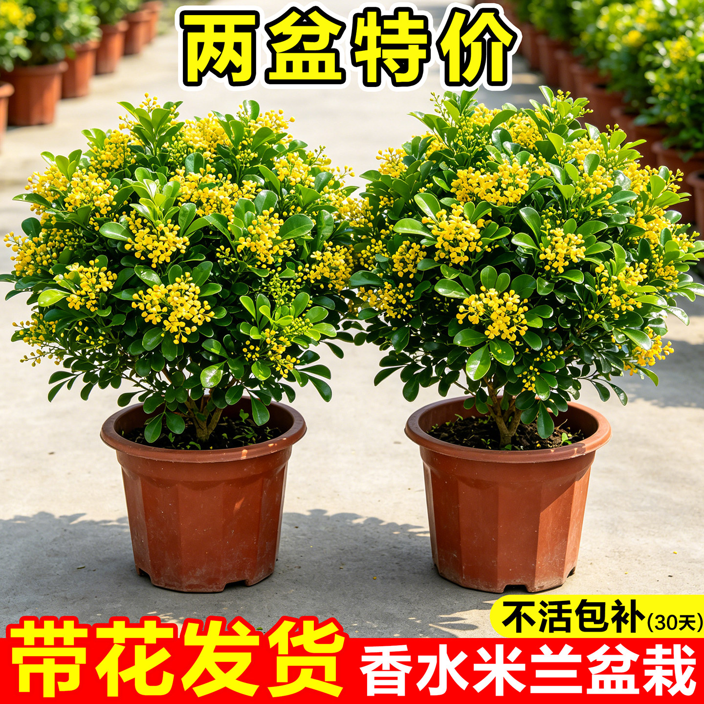 香水米兰带花苞盆栽老桩树苗阳台四季开九里香室内浓香型花卉绿植图片