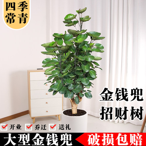 金钱兜盆栽福禄桐钱多多老桩室内客厅盆景耐寒四季常青好养绿植物