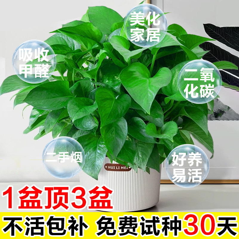 绿箩盆栽客厅净化空气四季常青