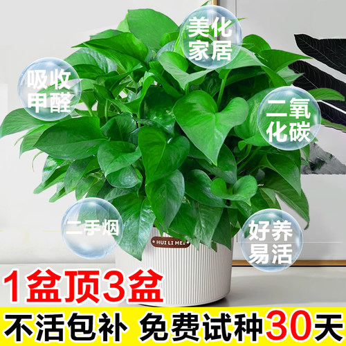 绿箩盆栽客厅净化空气四季常青