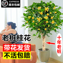 10年桂花树苗盆栽别墅庭院老桩四季桂花卉金桂浓香型植物阳台庭院