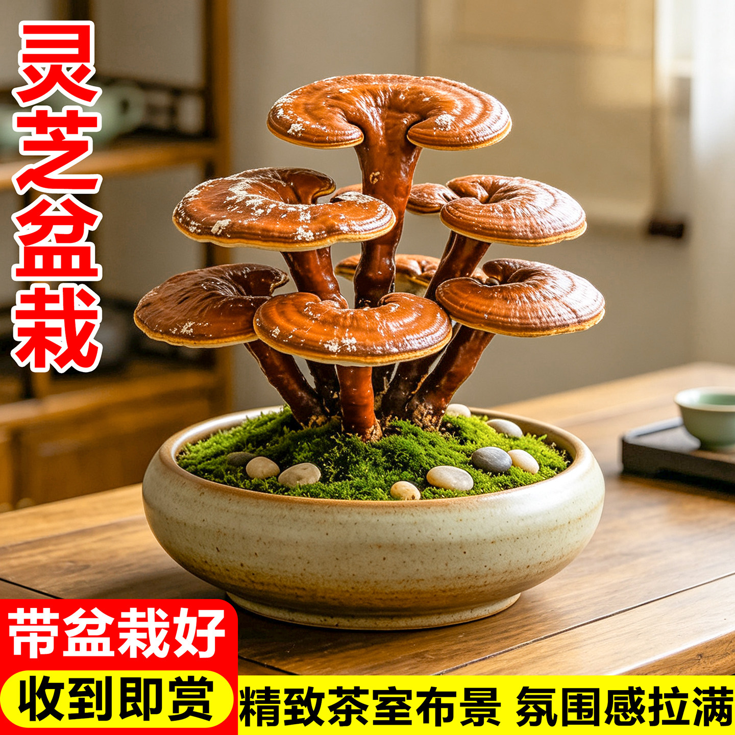 灵芝盆栽观赏活体灵芝盆景办公室桌面招财摆件客厅蘑菇多肉真植物图片