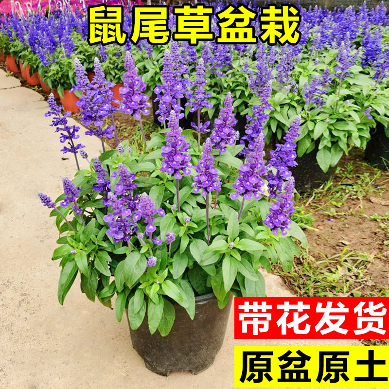 鼠尾草盆栽带花薰衣草阳台庭院四季好养鲜花卉室外造景耐热绿化苗 鲜花速递/花卉仿真/绿植园艺 时令草本花卉 原图主图