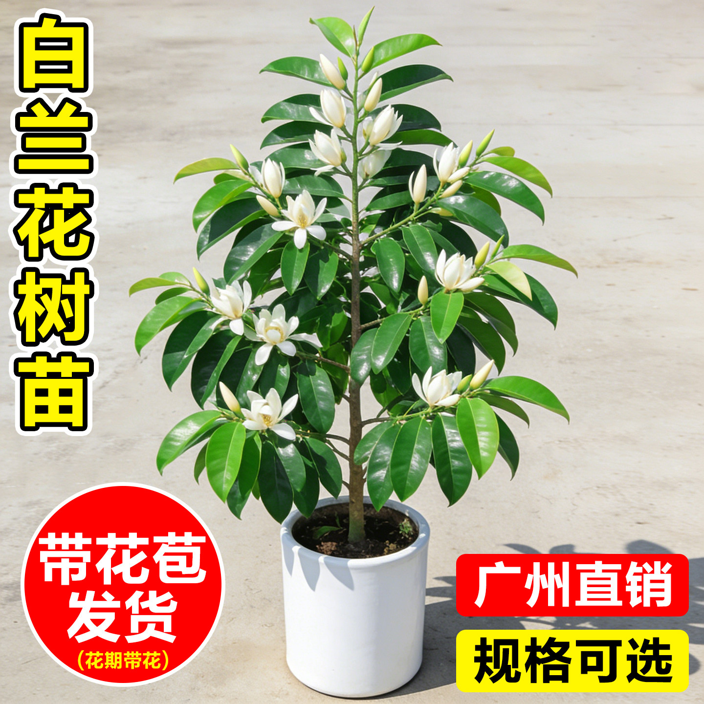 白兰花盆栽带花苞玉兰花树苗阳台四季花卉黄角兰花苗庭院耐热绿植