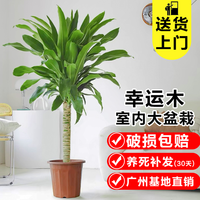 巴西木幸运木盆栽客厅室内美观